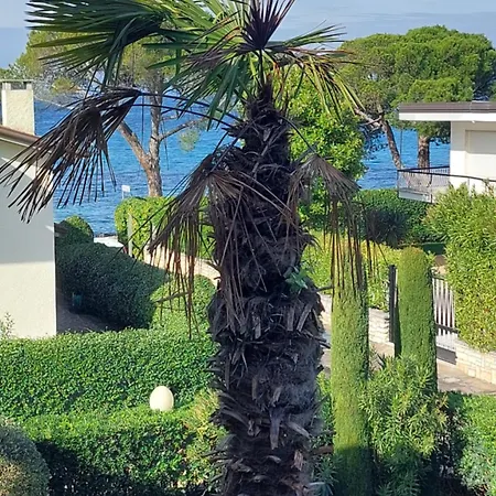 Verbena Lazise